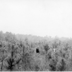 Men examining survival of loblolly pines