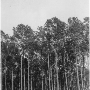 Stand of loblolly pines