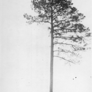 Loblolly pine with only one side of branch growth