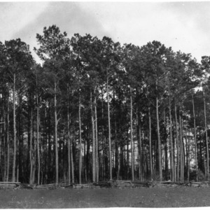 Stand of loblolly pines