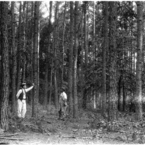 Men standing in loblolly pine stand after thinning