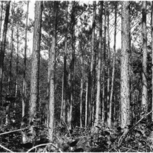 Loblolly pine trees after thinning