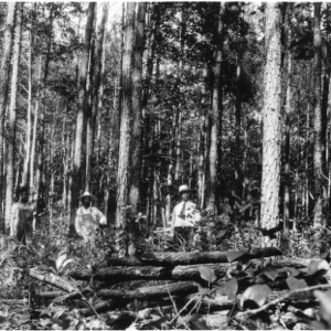 Group inspecting loblolly pine thinning