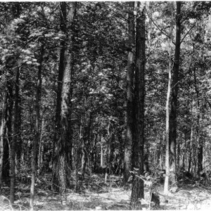 Loblolly pines after thinning