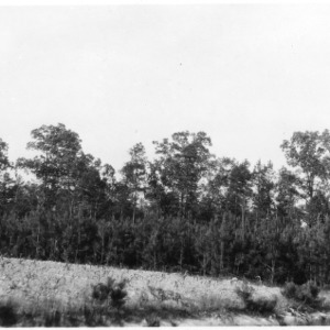 Natural seeding of loblolly pines