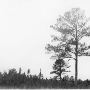 Loblolly pines planted on idle eroding land
