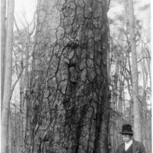 Man standing in front of loblolly pine