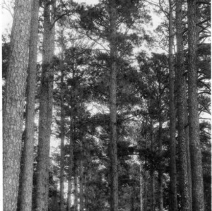 Double avenue of loblolly pines