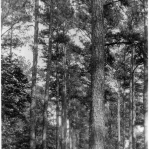 Double avenue of loblolly pines