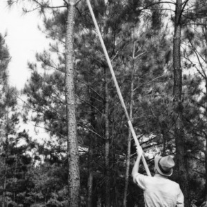 Pruning open stand of loblolly pine with pole saw and extension