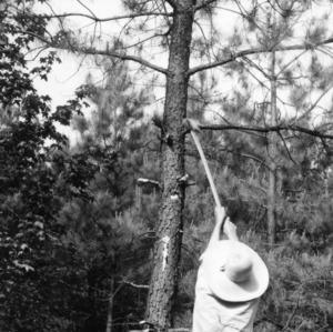Makeshift pruning of loblolly pine