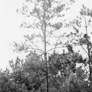 Open-grown loblolly pine in need of pruning to promote growth of high-quality timber