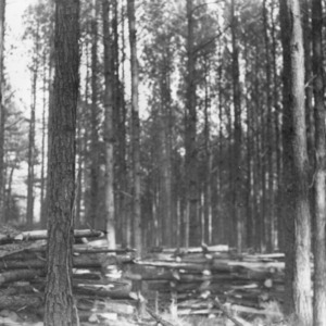 Timber thinning in loblolly pines on the farm of Mr. M.H. Hunt, Louisburg, N.C.