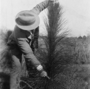 L. B. Altman measuring longleaf pine growth