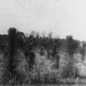 Four year old Longleaf pine plantings on farm of R. L. Stowe