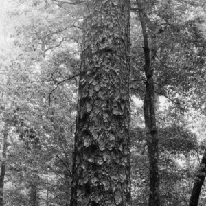 Girl in front of longleaf pine tree on Maury Ward Plantation