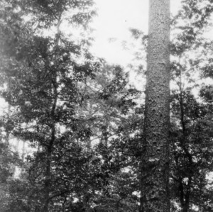 Longleaf pine tree on Maury Ward Plantation