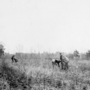 Planting longleaf pines at farm of J. G. Yates