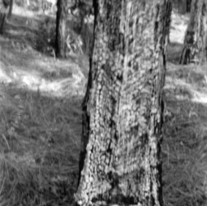 Old box method of catching raw gum from longleaf pine