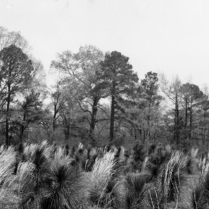 Experiment in broadcast seeding longleaf pines