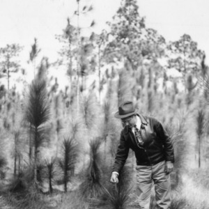 Man examining tree plantings