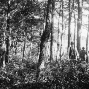 Thinning stand of mixed pine and hardwood on farm of L. H. McKay