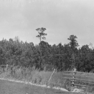 Reseeding loblolly pines on farm of W. F. Winstead