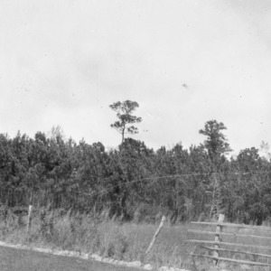 Reseeding loblolly pines on farm of W. F. Winstead