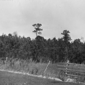 Pine trees on farm of W. F. Winstead