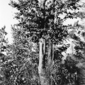 Peculiar growth of oak tree