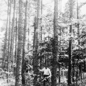 Pine timber crop on farm of M. A. Tucker
