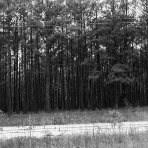 Pine forest alongside road