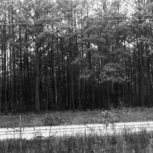 Pine forest alongside road