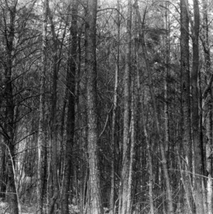 Stand of Virginia pine before thinning