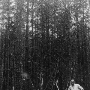 Man in plot of Virginia scrub pine