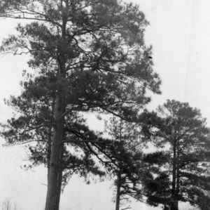 Remaining "Seven Pines" on Odom farm