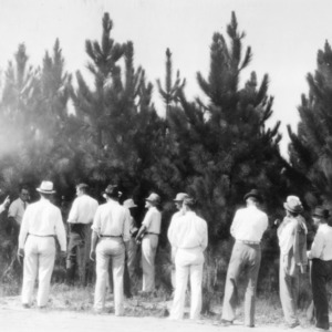Farmers inspecting slash pine growing on Norfolk sand