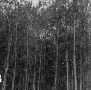 Shortleaf pines on farm of John Efird