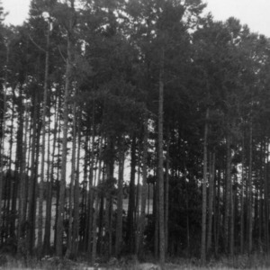 Pines on farm of Charles E. Fuller