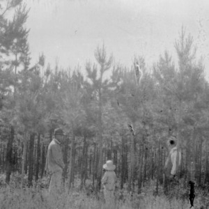 Men observing thinned pines on farm of C. Burris