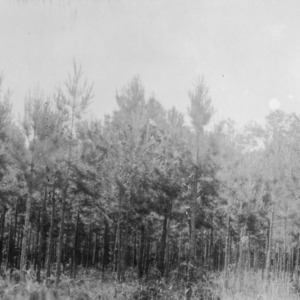 Thinned pines on farm of C. Burris