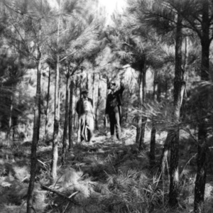 Two men examining thinned pines on farm of Henry Edwards