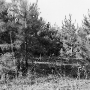 Five year old pines on farm of Henry Edwards