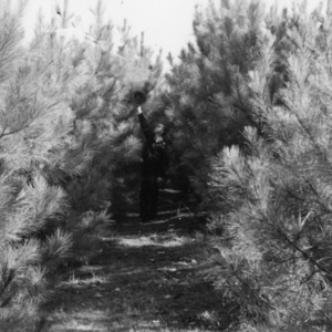 Man with five year old pines on farm of Henry Edwards