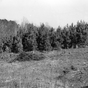 Five year old pines on farm of Henry Edwards
