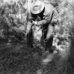 Man measuring five year old pines on farm of Henry Edwards