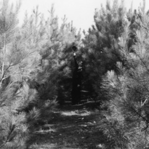 Man with five year old pines on farm of Henry Edwards