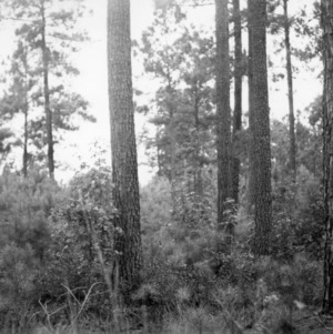 Pine reproduction at Bladen Lakes State Forest