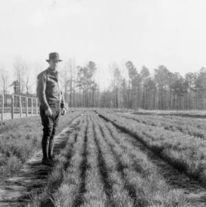 Man with one year old loblolly pine seedlings