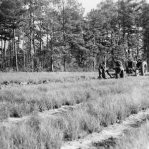 Men with tractor preparing field for longleaf pine seedlings